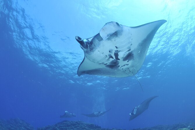 Manta Mania - Manta Ray Night Snorkel - Small-Group Experience In Kona, Hawaii - Snorkeling and Manta Ray Viewing