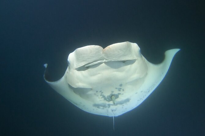 Manta Ray Night Snorkel at Kona, Big Island - Cancellation and Refund Policy