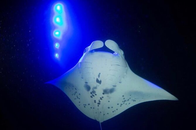 Manta Ray Night Snorkel - GUARANTEED Sightings - Kona, Hawaii - Gearing Up for the Night Snorkel Adventure