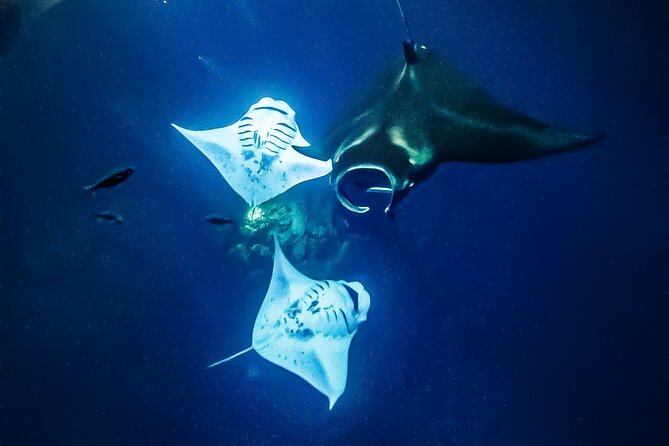 Manta Ray Night Snorkel & Sunset Cruise, Kona, Big Island Hawaii - Accessibility and Medical Considerations