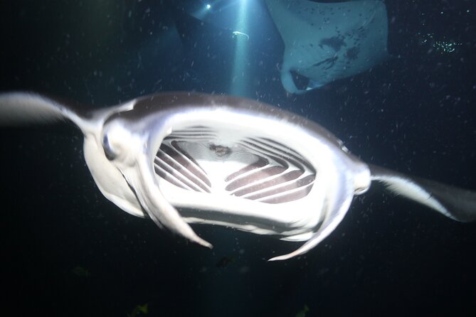 Manta Ray Night Snorkel Tour From Kona - Additional Information