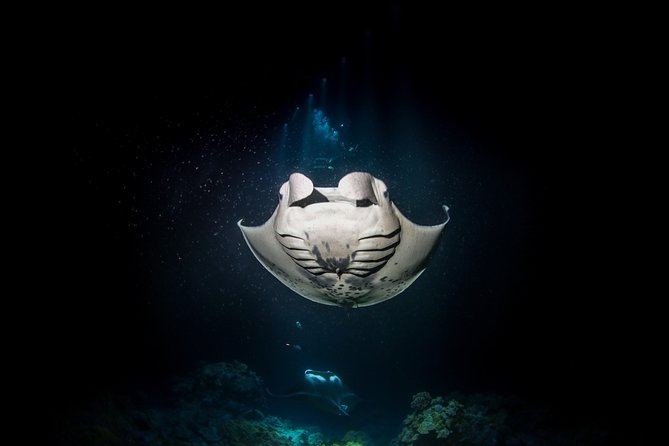 Manta Ray Night Snorkel Tour From Kona - Tour Timings