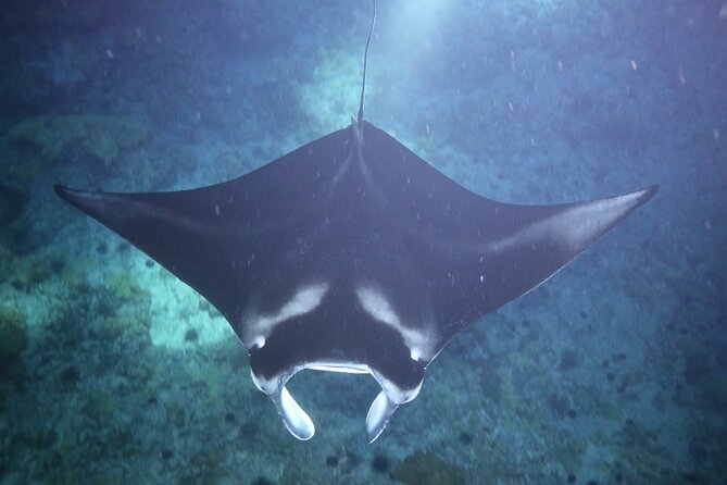 Manta Ray Night Snorkel Tour From Kona - Manta Ray Habitat Exploration