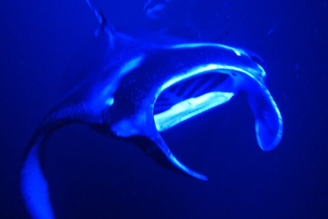 Manta Ray Night Snorkeling Adventure in Kailua-Kona - Inclusions and Meeting Point