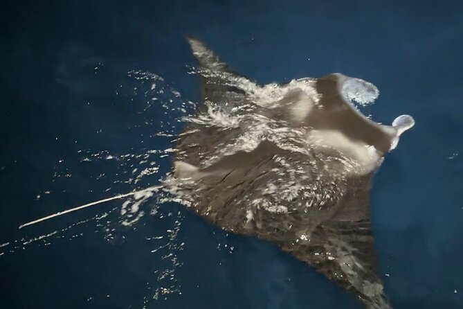 Manta Ray Night Snorkeling Adventure in Kailua-Kona - Additional Important Information