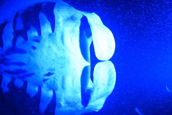 Manta Ray Night Snorkeling Adventure in Kailua-Kona - Manta Ray and Dolphin Sightings
