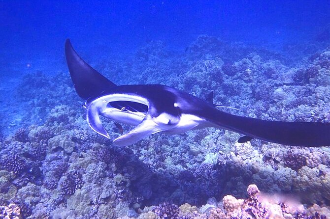 Manta Ray Night Snorkeling Adventure in Kailua-Kona - Stargazing on the Return Ride