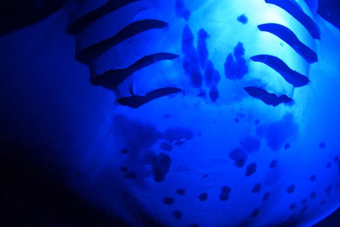 Manta Ray Night Snorkeling Adventure in Kailua-Kona - Professional Guide and Commentary