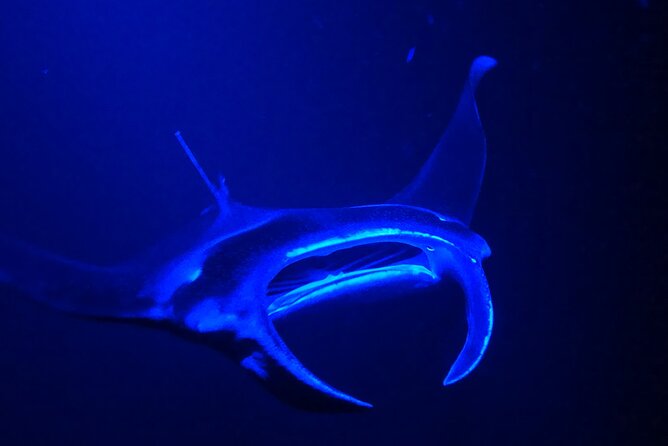 Manta Ray Night Snorkeling Adventure in Kailua-Kona - Light Refreshments and Gear
