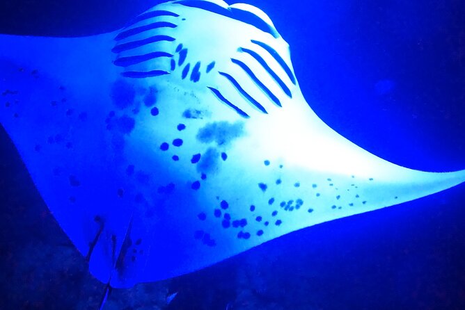 Manta Ray Night Snorkeling Adventure in Kailua-Kona - Gratuities and Accessibility