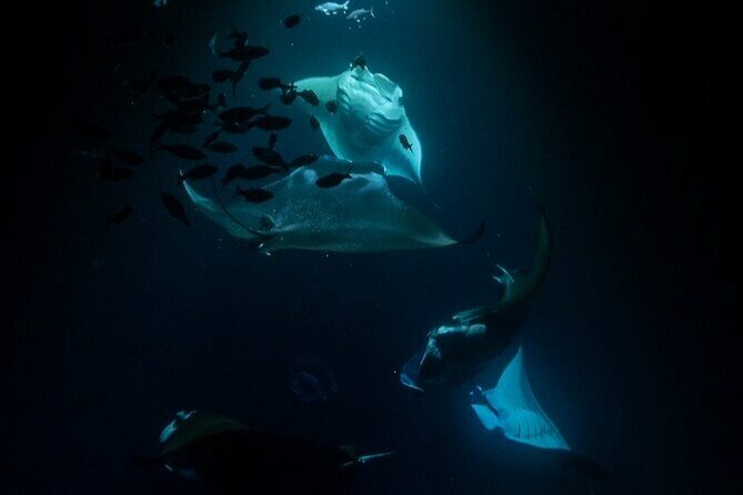 Manta Ray Snorkel Experience - The Experience in Detail