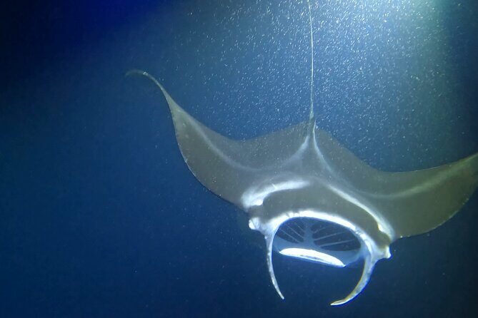 Manta Ray Snorkel Experience - Who Will Love This Tour?