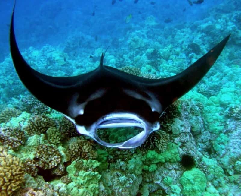 Manta Ray Snorkel in Kailua-Kona with Hot Cocoa - An Overview of What the Tour Offers