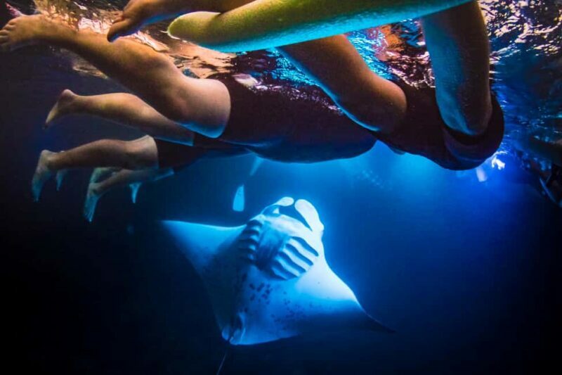 Manta Ray Snorkel in Kailua-Kona with Hot Cocoa - The Experience: What You’ll See and Feel