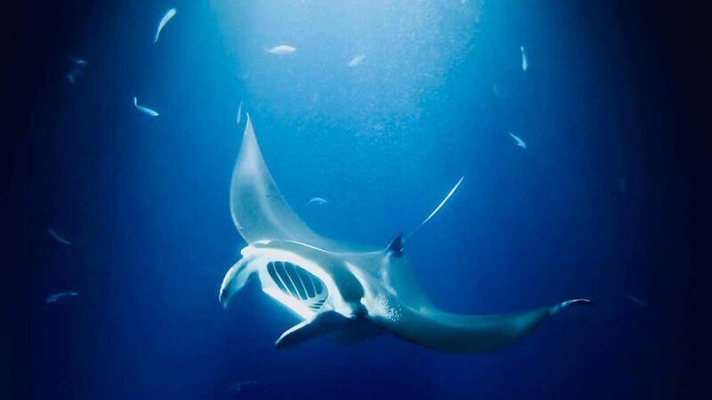 Manta Ray Snorkel in Kailua-Kona with Hot Cocoa - Final Thoughts: Who Will Love This Tour?
