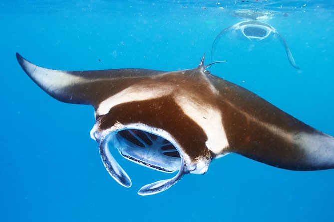 Manta Ray Snorkel Moonlight Kona Hawaii- Small Group - Meeting and Pickup