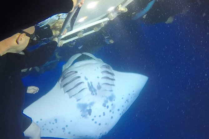 Manta Ray Snorkel Moonlight Kona Hawaii- Small Group - Additional Information