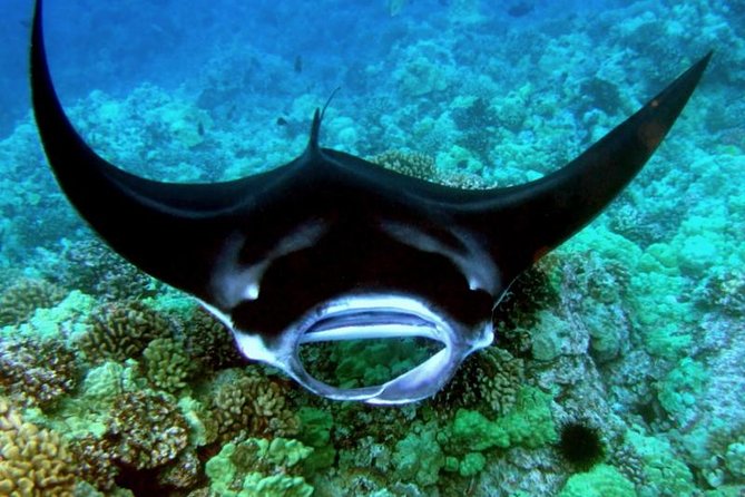 Manta Ray Snorkel Moonlight Kona Hawaii- Small Group - Gear and Amenities