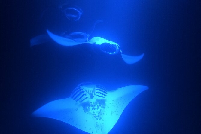 Manta Ray Snorkeling by Night in Kailua-Kona, Hawaii - Booking and Policies