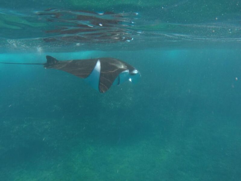 Manta Tour in Nusa Lembongan and Nusa Penida - Key Points