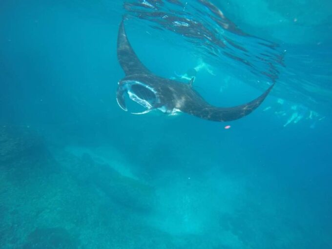 Manta Tour in Nusa Lembongan and Nusa Penida - Frequently Asked Questions