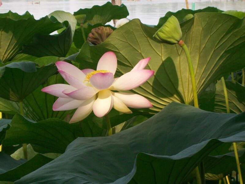 Mantua: Lake Superior Among the Lotus Flowers - Overview of the Mantua Experience
