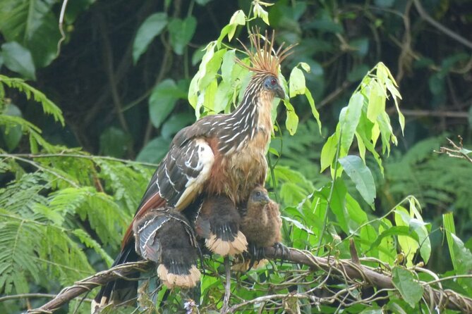 MANU 4 Days to National Park Ecological Tour - Traveler Experiences