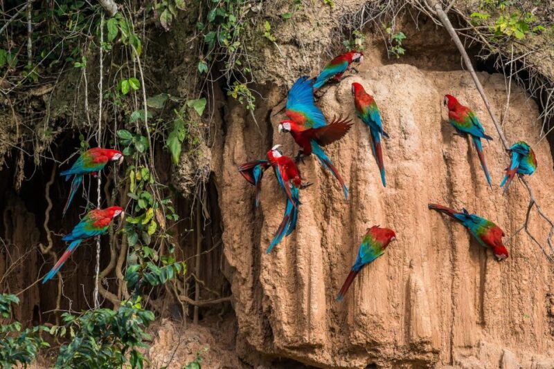 Manu Amazon Tours 5 Days - Itinerary Highlights