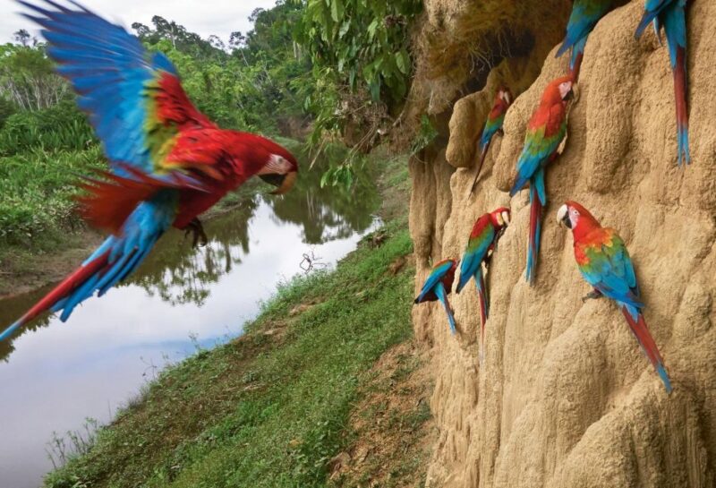 Manu Amazon Tours 5 Days - Wildlife Encounters
