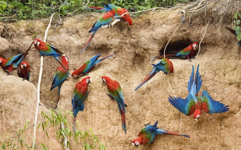 Manu Amazon Tours 5 Days - Inclusions