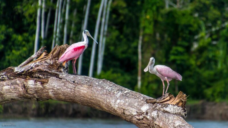 Manu Biosphere 7 Days - Itinerary Highlights