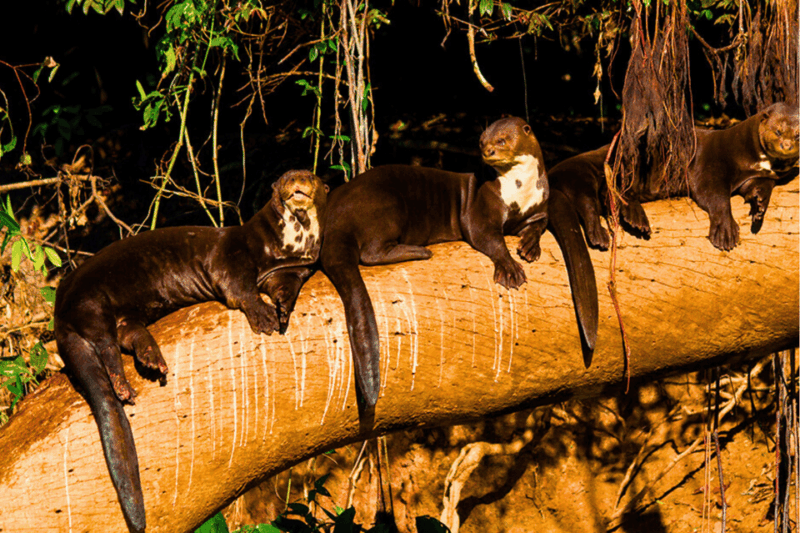 Manu Biosphere Reserve Tour 6 Days - Itinerary Highlights