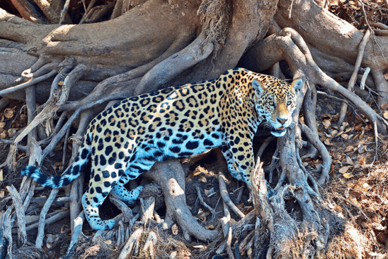 Manu Biosphere Reserve Tour 6 Days - Included Amenities