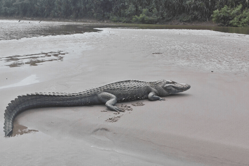 Manu Biosphere Reserve Tour 6 Days - Wildlife and Activities