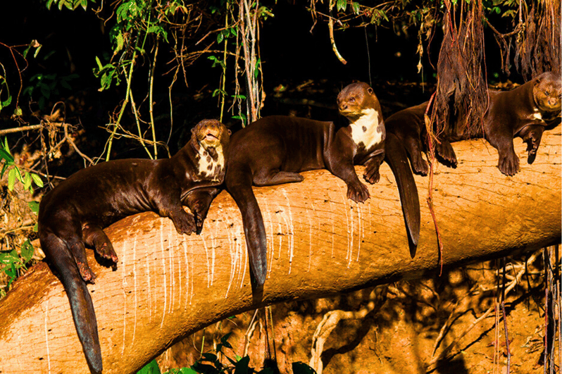 Manu Biosphere Reserve Tour 6 Days - Frequently Asked Questions