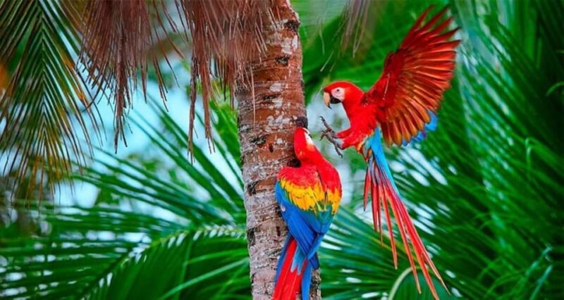 Manu Jungle Excursion 3D - Cloud Forest, Machuwasi, Parrots - Biodiversity and Wildlife of Manu National Park