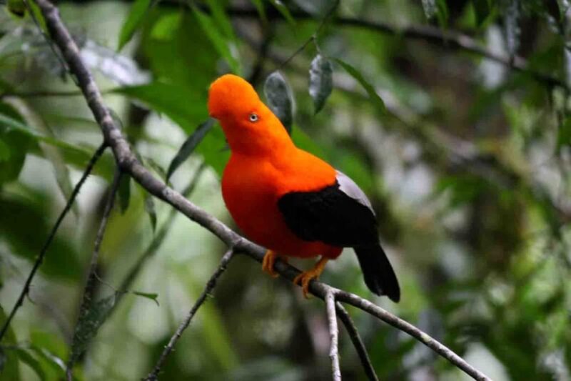 Manu Jungle Excursion 3D - Cloud Forest, Machuwasi, Parrots - Day 3: Parrot Clay Lick and Return to Cusco