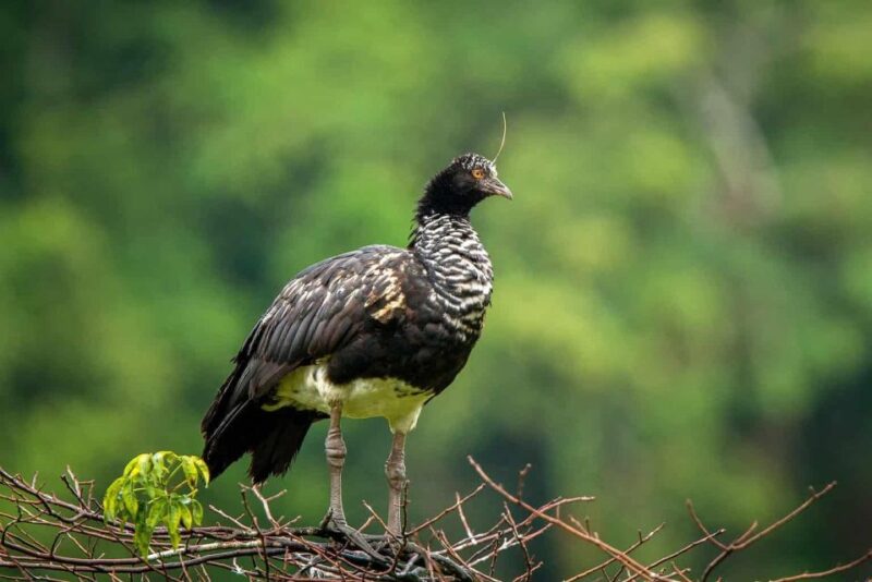 Manu Jungle Tour 4 Days - Pricing and Reservations