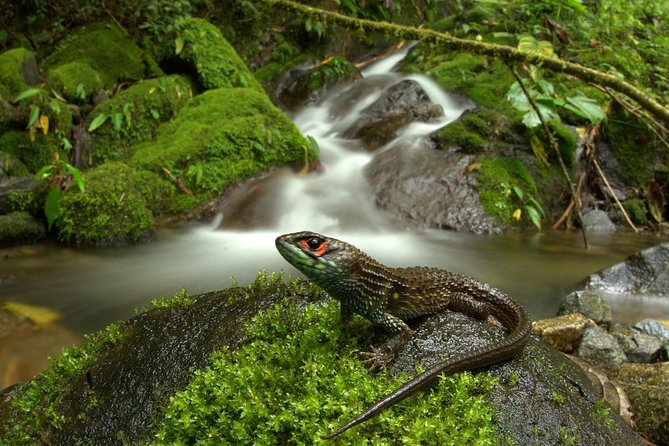 Manu Jungle Tour (4 Days) - Transportation and Equipment