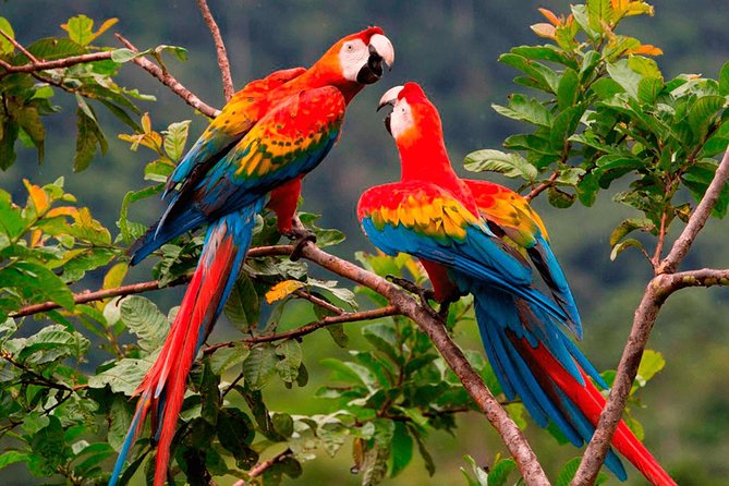 Manu Jungle Tour (4 Days) - Machuhuasi Lake Adventure
