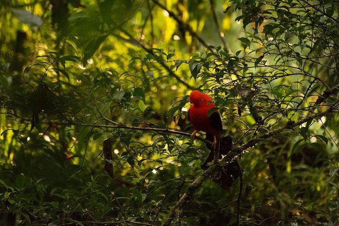 Manu Jungle Tour (4 Days) - Wildlife Observation Opportunities