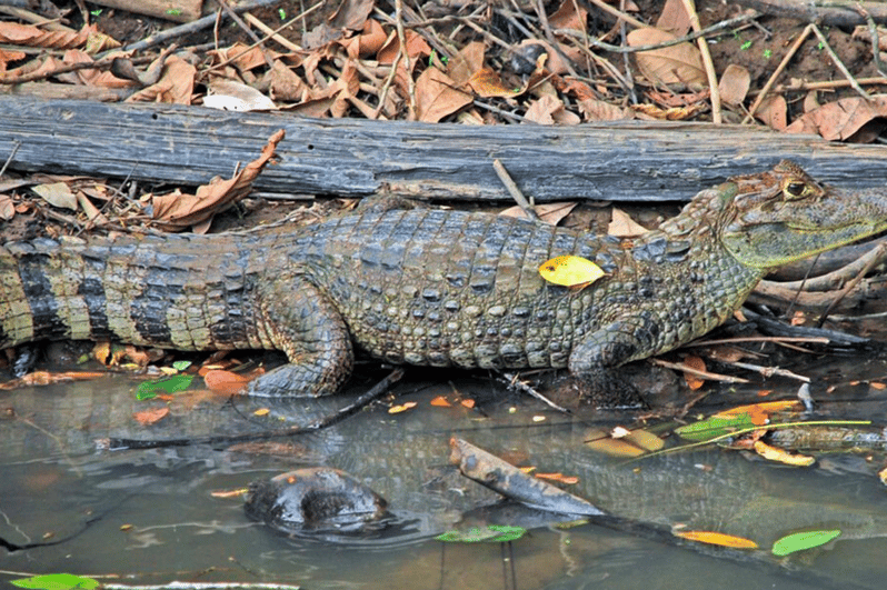 Manu Jungle Tour 5 Days - Itinerary Highlights