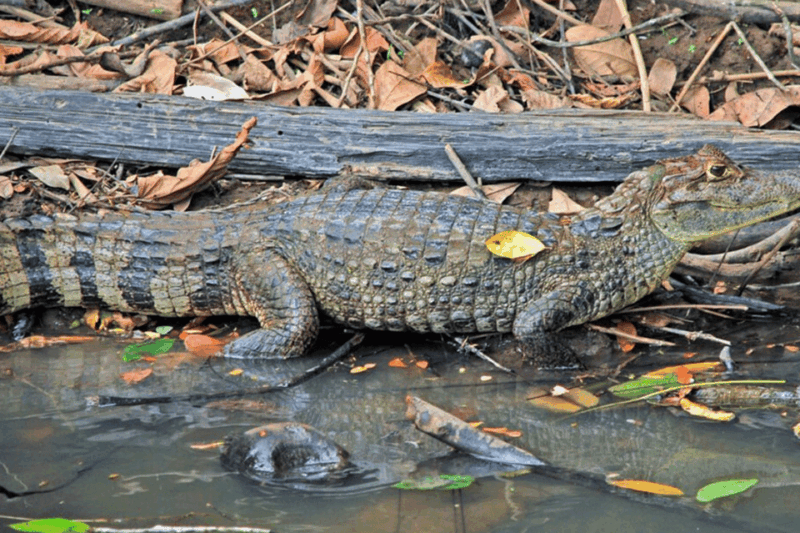Manu Jungle Tour 5 Days - Cancellation Policy