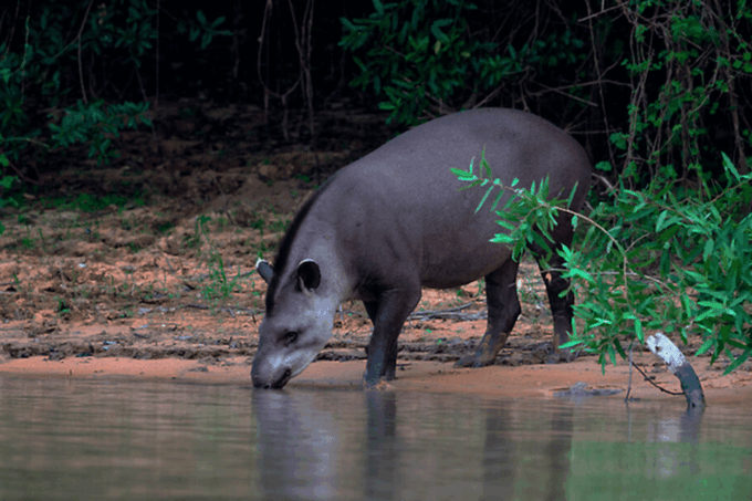 Manu Jungle Tour 5 Days - Frequently Asked Questions