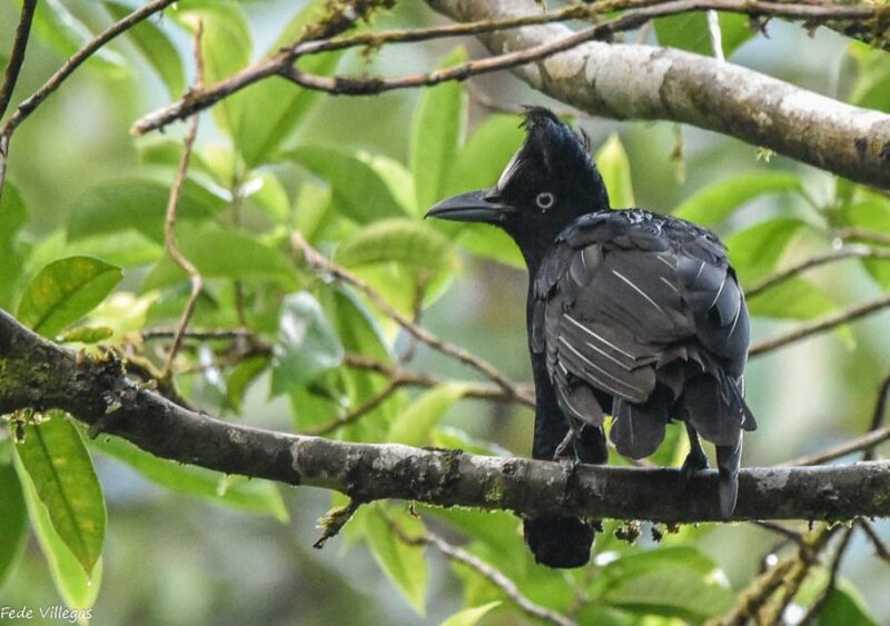 Manu National Park 4 Days - Key Points