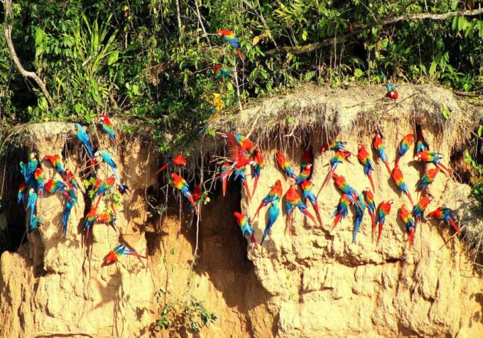 Manu National Park 4 Days - Guided Exploration Activities