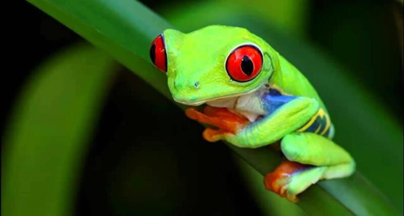 Manu National Park 4 Days - Key Points