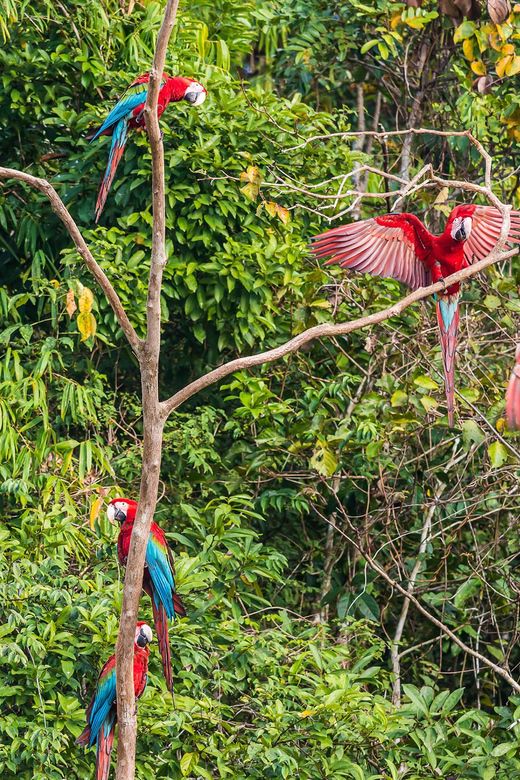 Manu National Park 4 Days - Itinerary Highlights