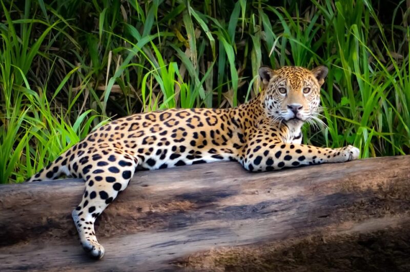 Manu National Park 4 Days - Accommodations and Inclusions