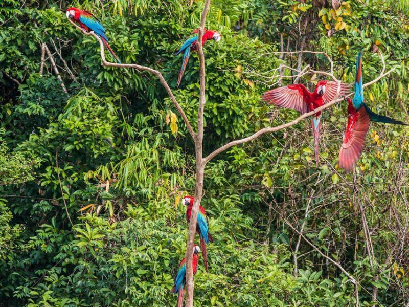 Manu National Park 4 Days - Group Size and Language